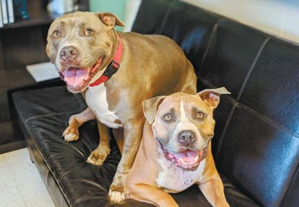 Pet of the Week